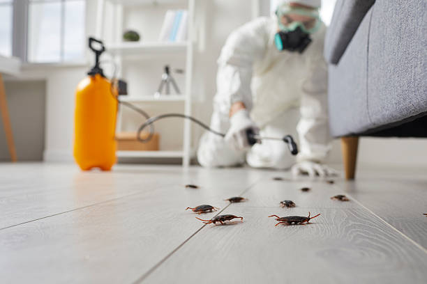 Affordable Termite Control solutions in Earle, AR